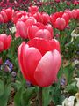 Red tulips in the netherlands.jpg