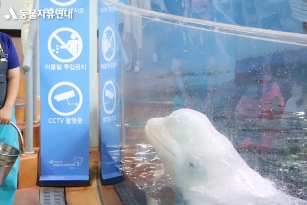벨루가 루오.jpg