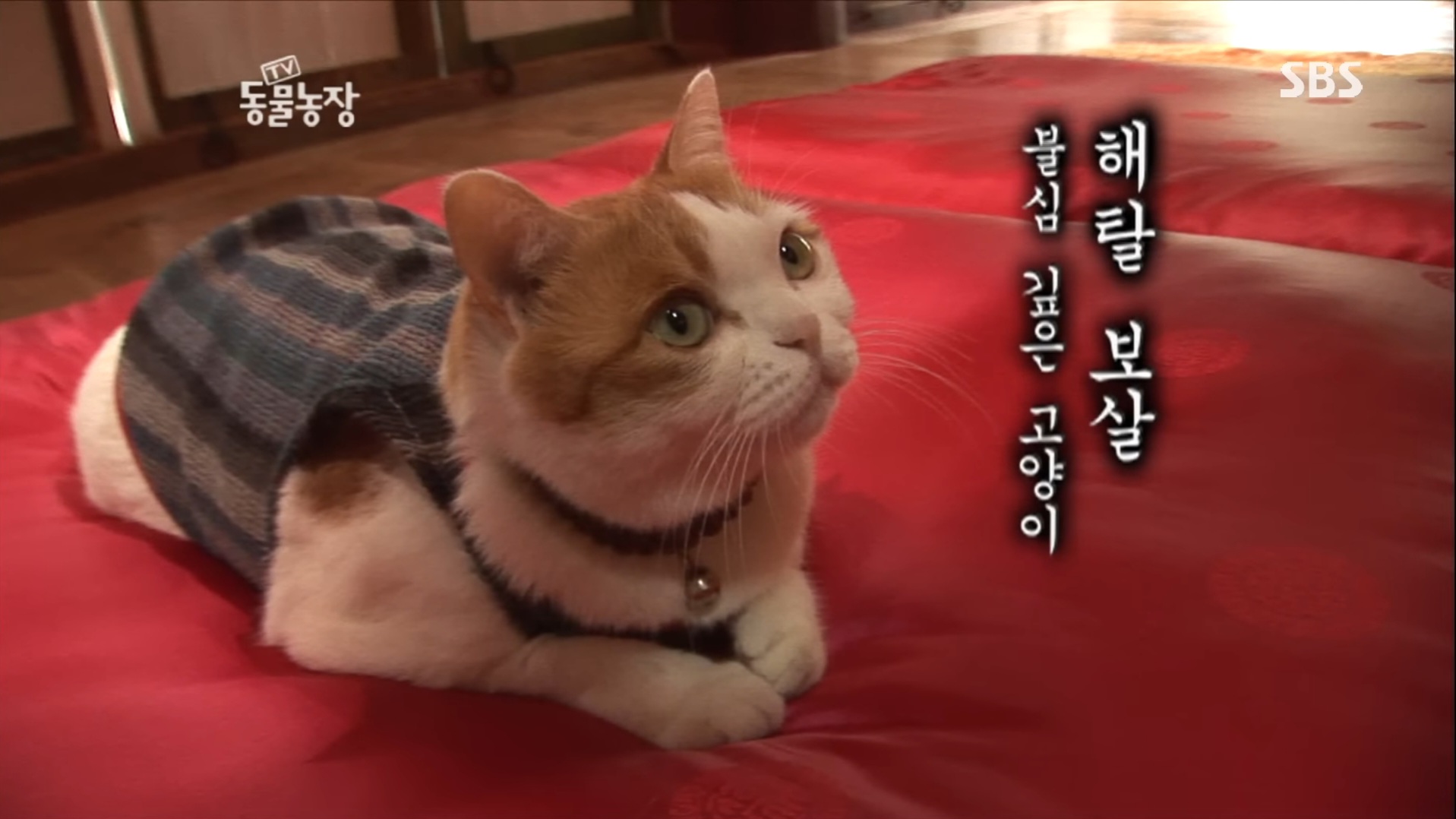 해탈스님.jpg