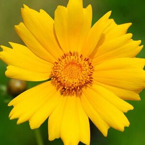 Sgf Flower.jpg