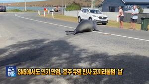 코끼리물범 닐.jpg