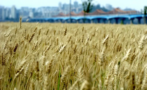 보리꽃.webp