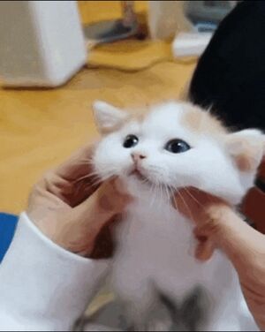 Screenshot 20220911-110325 KakaoTalk.jpg