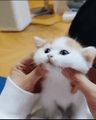 2022년 9월 14일 (수) 18:12 판의 섬네일
