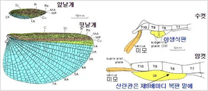 대벌레의 날개와 배마디 말단부.webp
