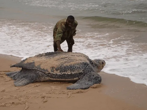 Leatherback.webp