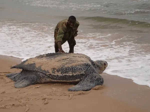 파일:Leatherback.webp