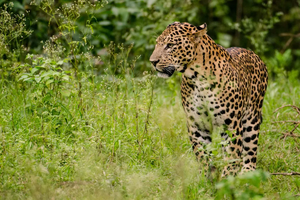Leopard Male Nagarhole.webp