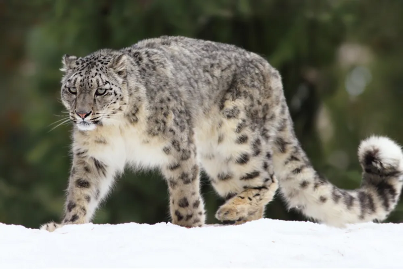 파일:Snow leopard.webp