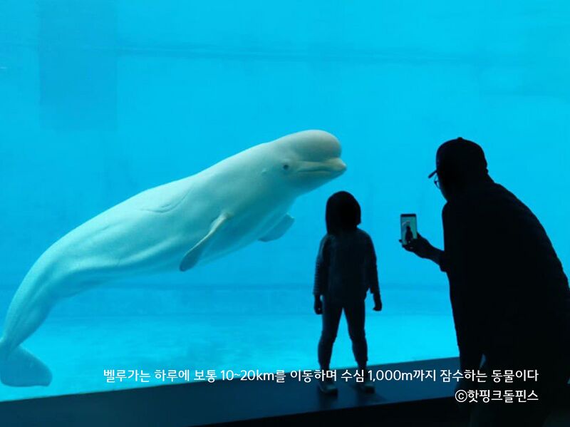 파일:벨루가 아자.jpg