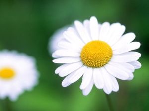 이탈리아 국화.jpg