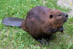 Beaver.webp