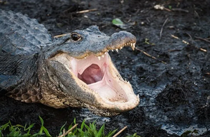 Alligator.webp