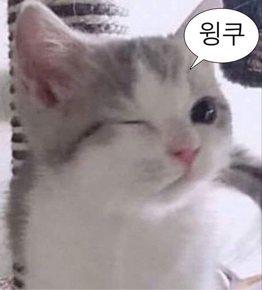 파일:윙꾸 고양이.jpg