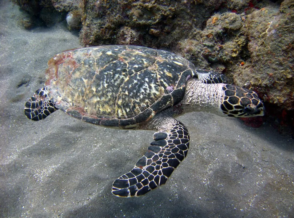 Eretmochelys imbricata.webp