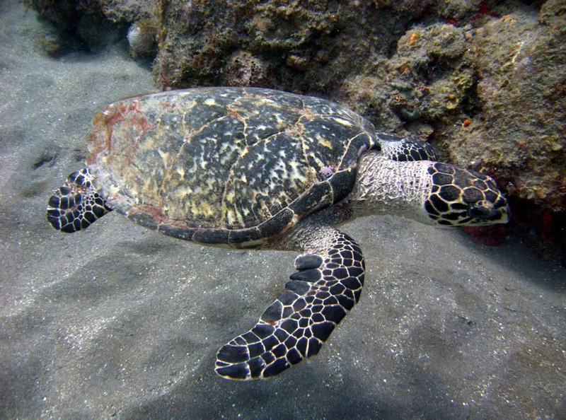 파일:Eretmochelys imbricata.webp