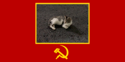고양이 소비에트 사회주의 공화국의 국기.png