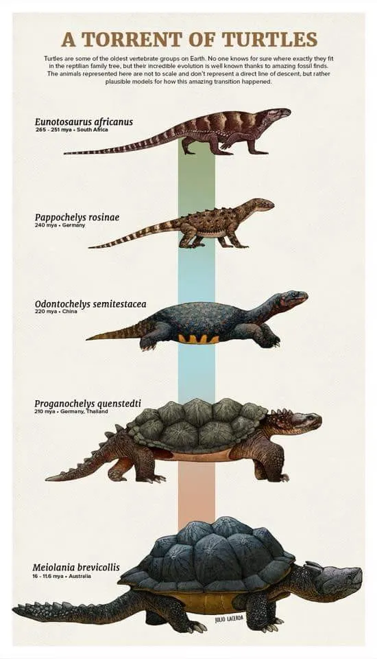 거북의 진화.webp