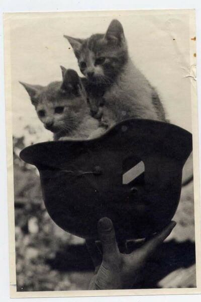 파일:고양이.jpg