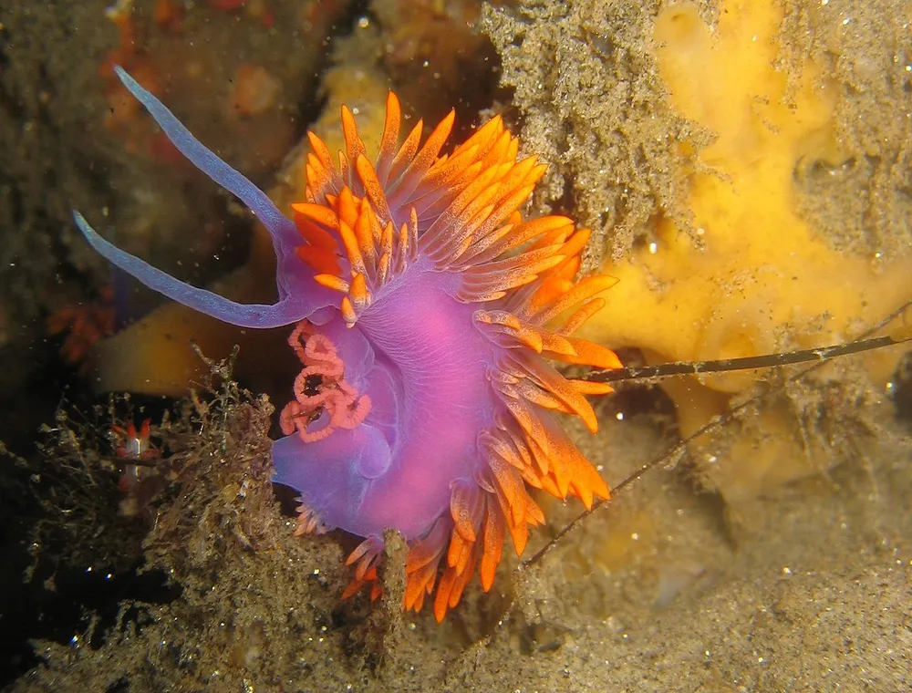 Sea slug.webp