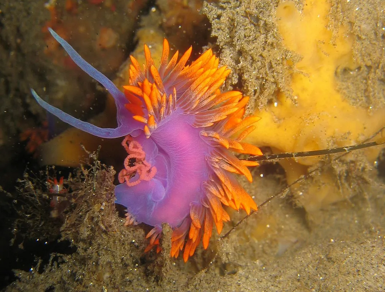 파일:Sea slug.webp