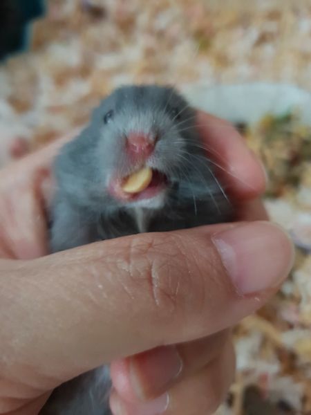 파일:돌햄찌.jpg