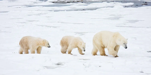 북극곰 가족.webp