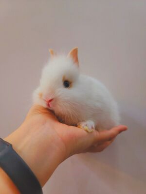 토끼 사진.jpg