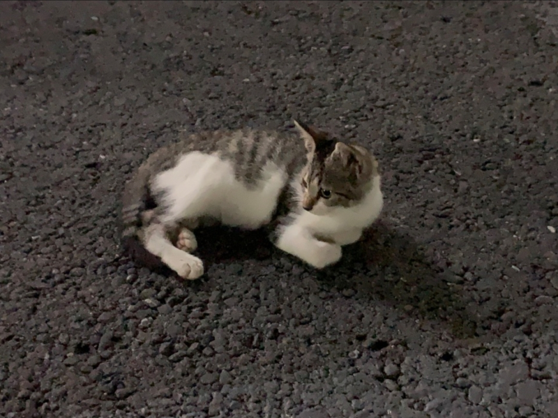 파일:고양이 서기장.png