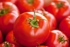 토마토.webp