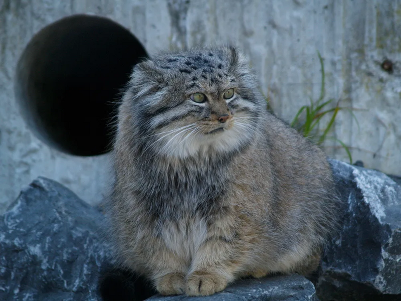 파일:Otocolobus manul.webp