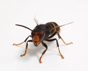 레인지.webp