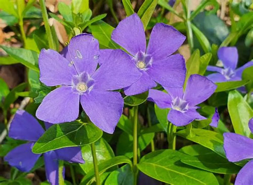 재스민.webp