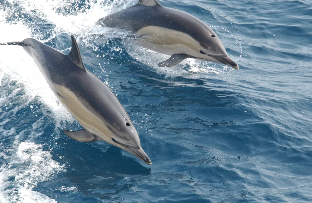 Common dolphin.webp