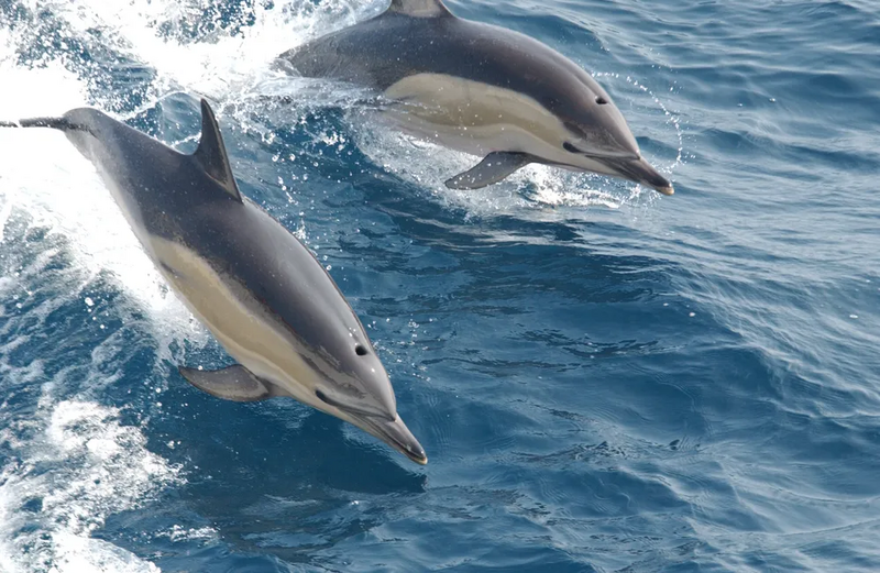 파일:Common dolphin.webp