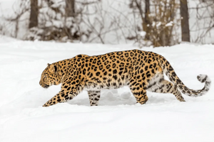 Amur leopard.webp
