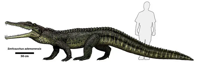 파일:Smilosuchus adamanensis.webp