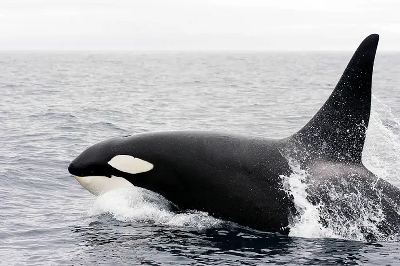 파일:Killer whale.webp