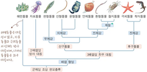 동물의 계통수.webp