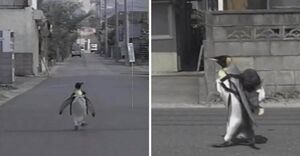 왕펭귄 라라.jpg