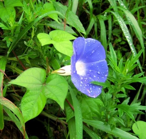 나팔꽃.webp