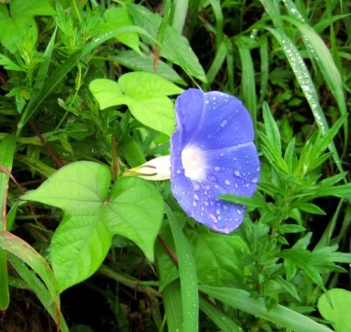 나팔꽃.webp