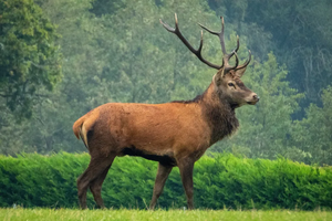 Red deer.webp