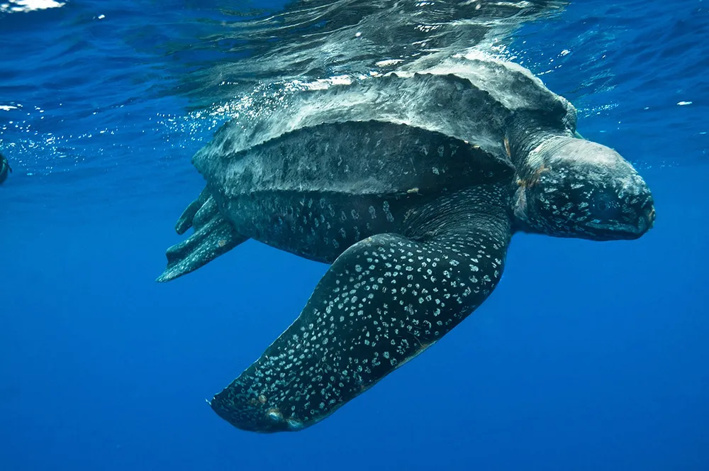Leatherback sea turtle.webp