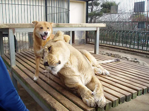 사자 순이.webp
