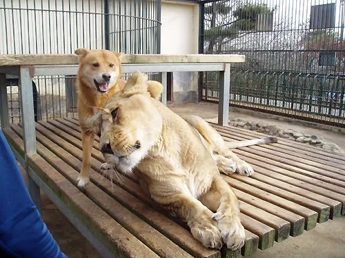 사자 순이.webp