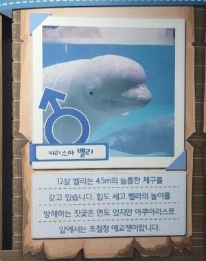 벨루가 벨리.jpg