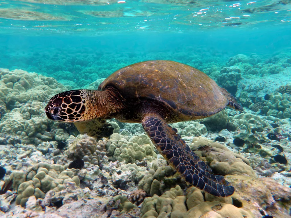 Chelonia mydas.webp