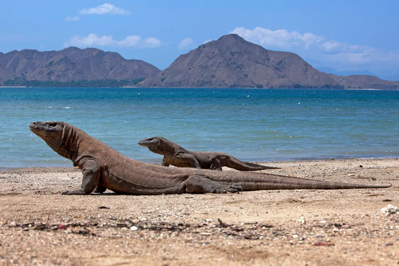 파일:Komodo dragon.webp